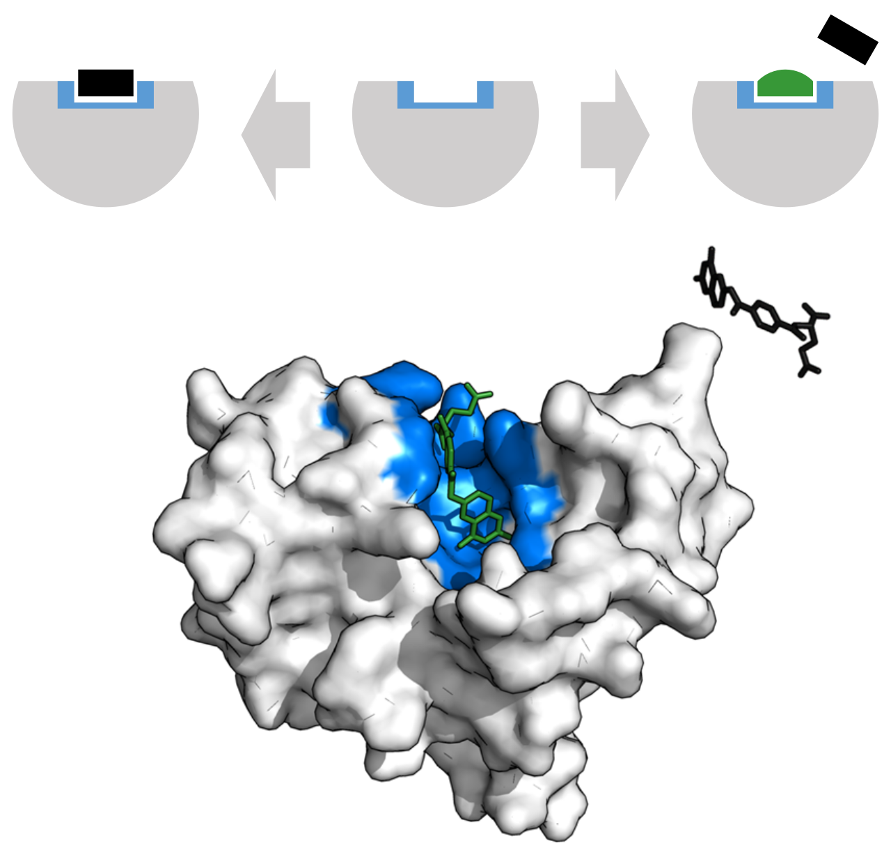 An enzyme's active site can bind a competitive inhibitor instead of its substrate, blocking access. Methotrexate inhibits dihydrofolate reductase by preventing folic acid binding. Binding site is blue, inhibitor green, substrate black (PDB: 4QI9).