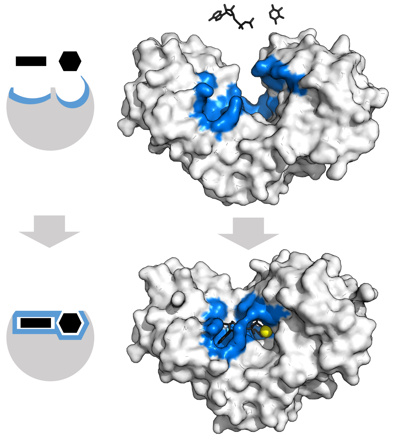 Protein can change shape by induced fit upon substrate binding to form a complex.