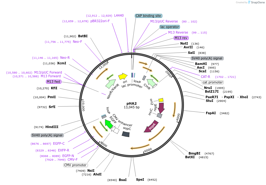 BAC vector map showing the F-factor replicon, partitioning genes, and the cloning site for large human DNA inserts.
