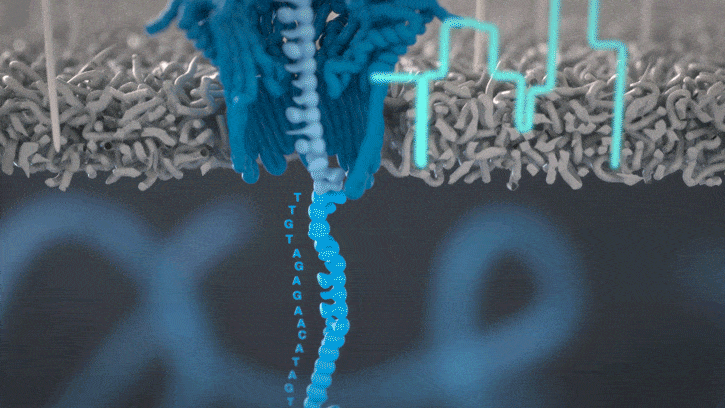Illustration of a DNA strand disrupting current, which gets recorded as a signal by the ONT device.