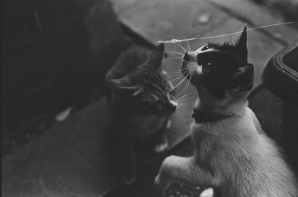 Nunito Kittens Near Labtek V
