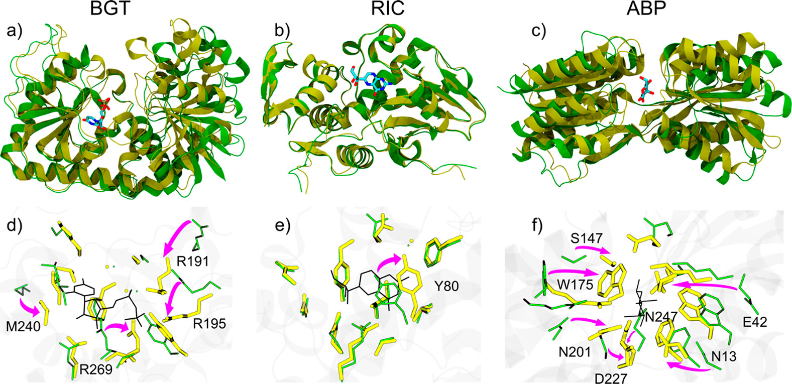Structural changes of (a, d) BGT, (b, e) RIC, and (c, f) ABP upon binding to their respective ligands UDP, NEO, and ALL. Panels (a-c) highlight the overall conformational shifts of each protein. The apo and holo forms are shown as green and yellow ribbons, respectively. The ligands are represented as stick models coloured by atom type.