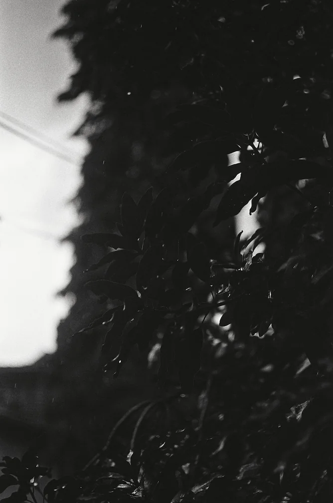 Random Leaf