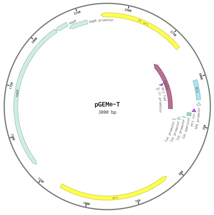 Illustration of the pGEM-T plasmid, along with the annotations for promoter, ori, selection marker, and other relevant parts