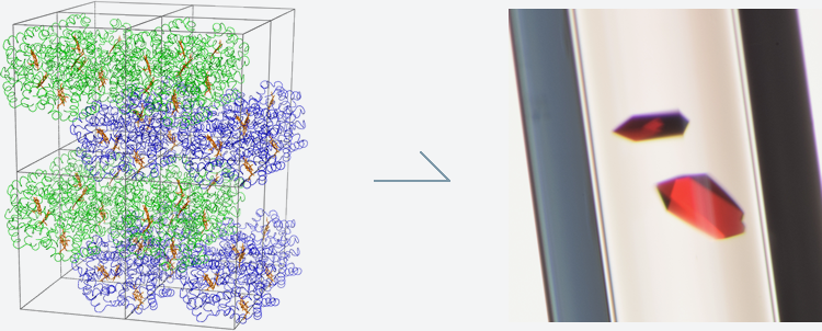 Protein crystals (haemoglobin)